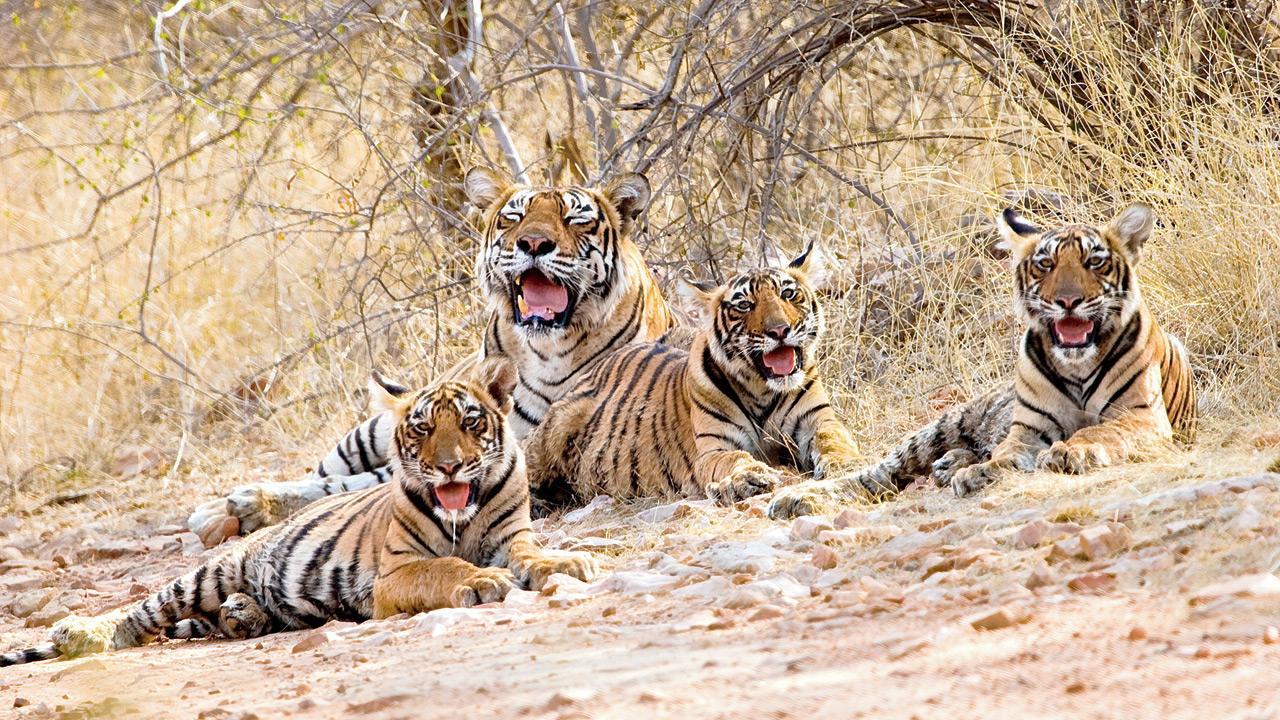 State records second-highest number with 28 tiger deaths reported so far in 2025