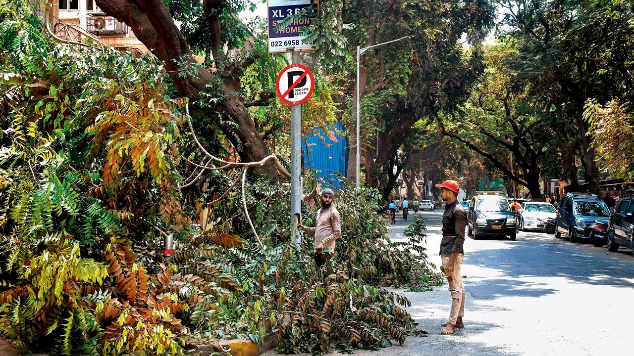 ‘BMC’s tree-felling notices are vague and inaccurate’