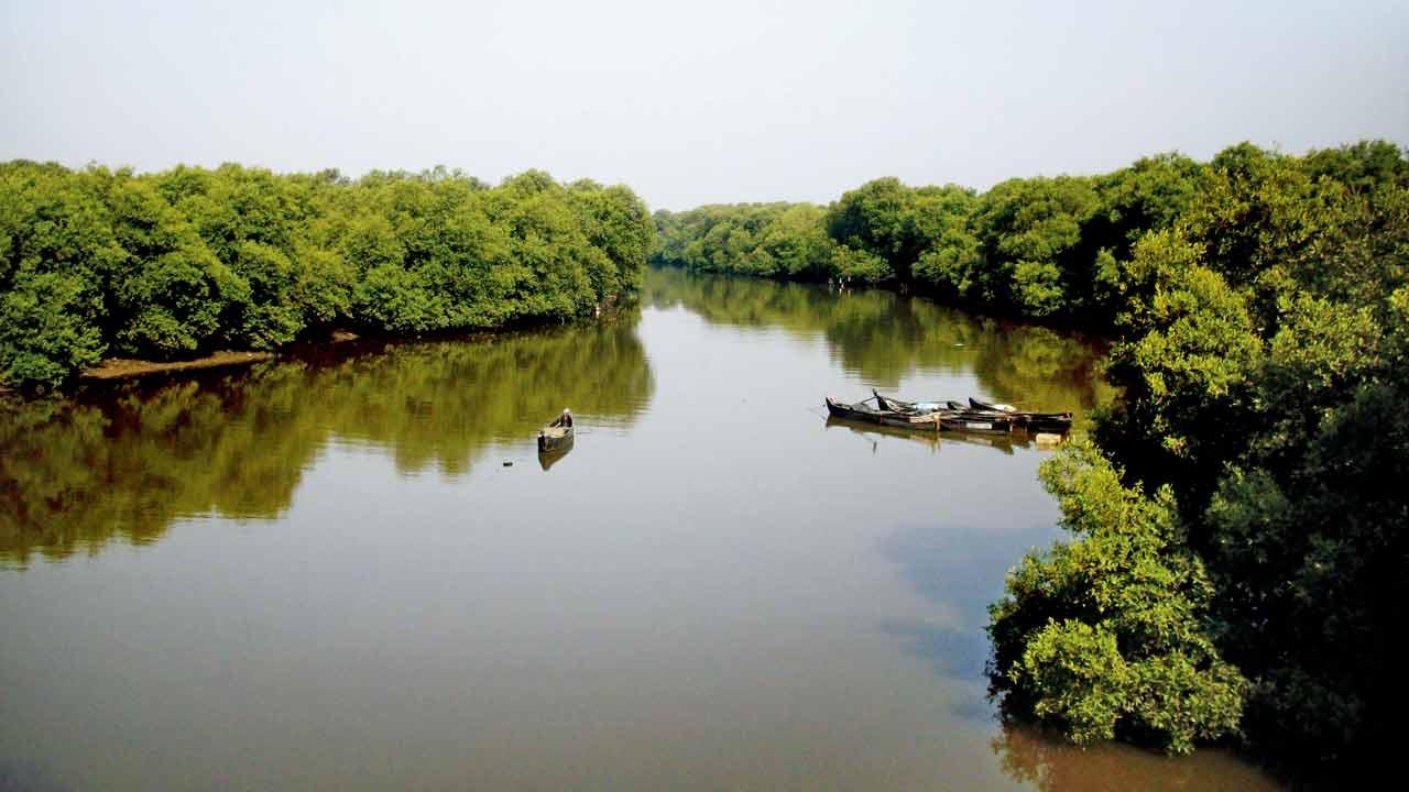 Mangroves, meri jaan: How these two young Nerul locals are making a difference