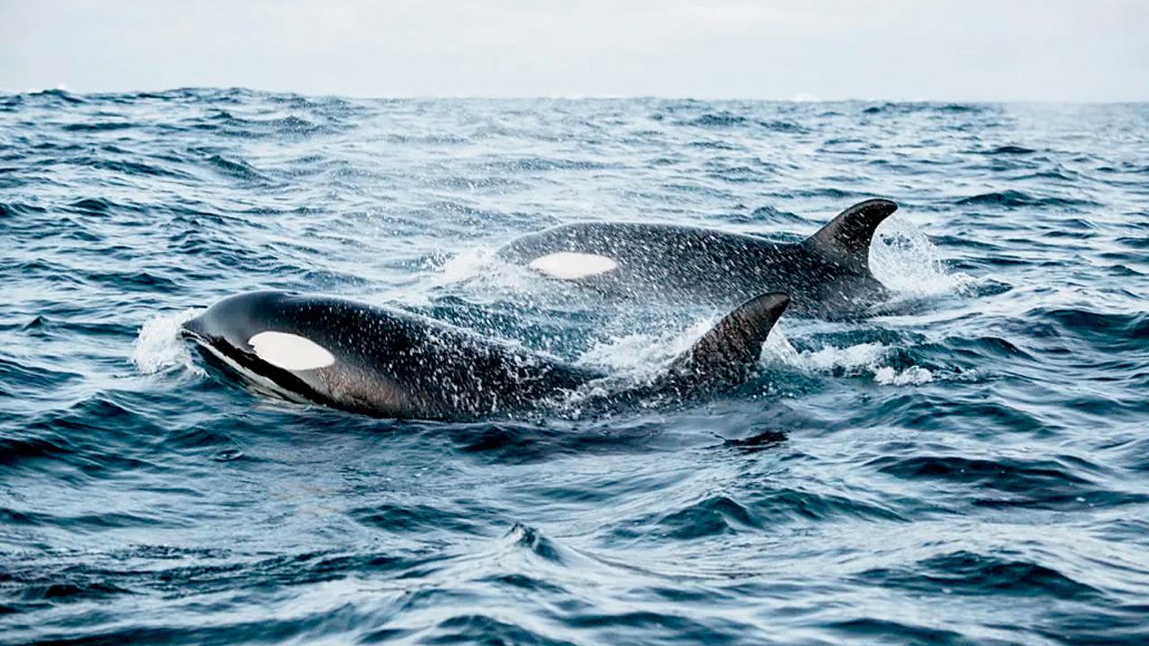 Killer whales prefer pair hunting for herring, study finds