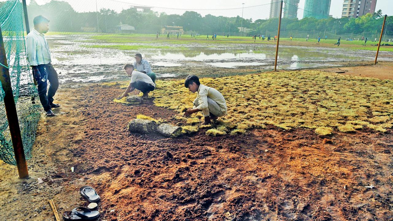 Shivaji Park locals demand long-term turf maintenance plan from BMC