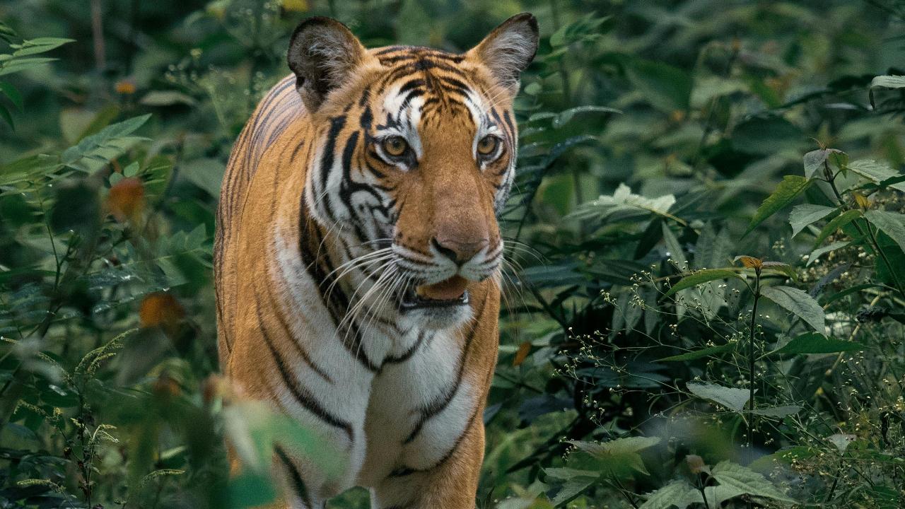Assam's Kaziranga National Park records world's third highest tiger density