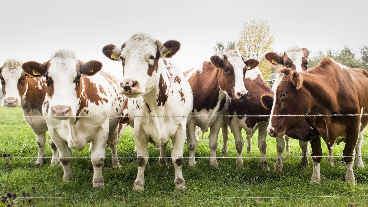 Lumpy Skin Disease spreads in Pune; 900+ cattle infected, 15 dead