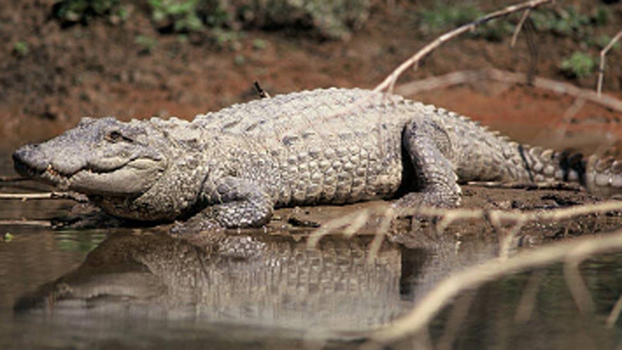 Mumbai's SGNP rescuer injured while relocating Indian Marsh crocodile