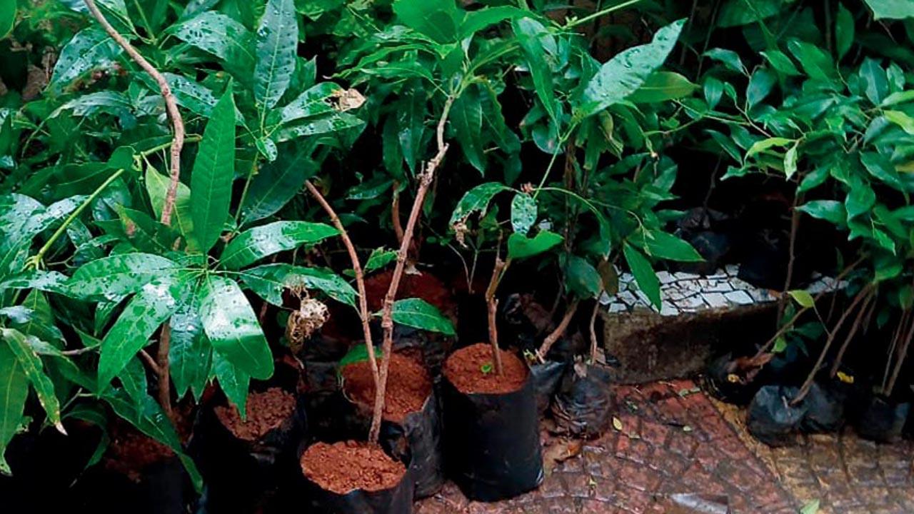 The saplings awaiting distribution for our ‘grow’-getters