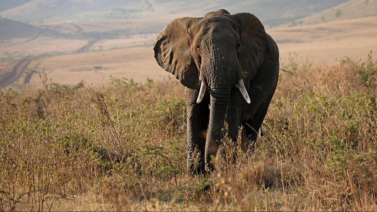 Elephant moved from Kolhapur to Gujarat facility following SC order