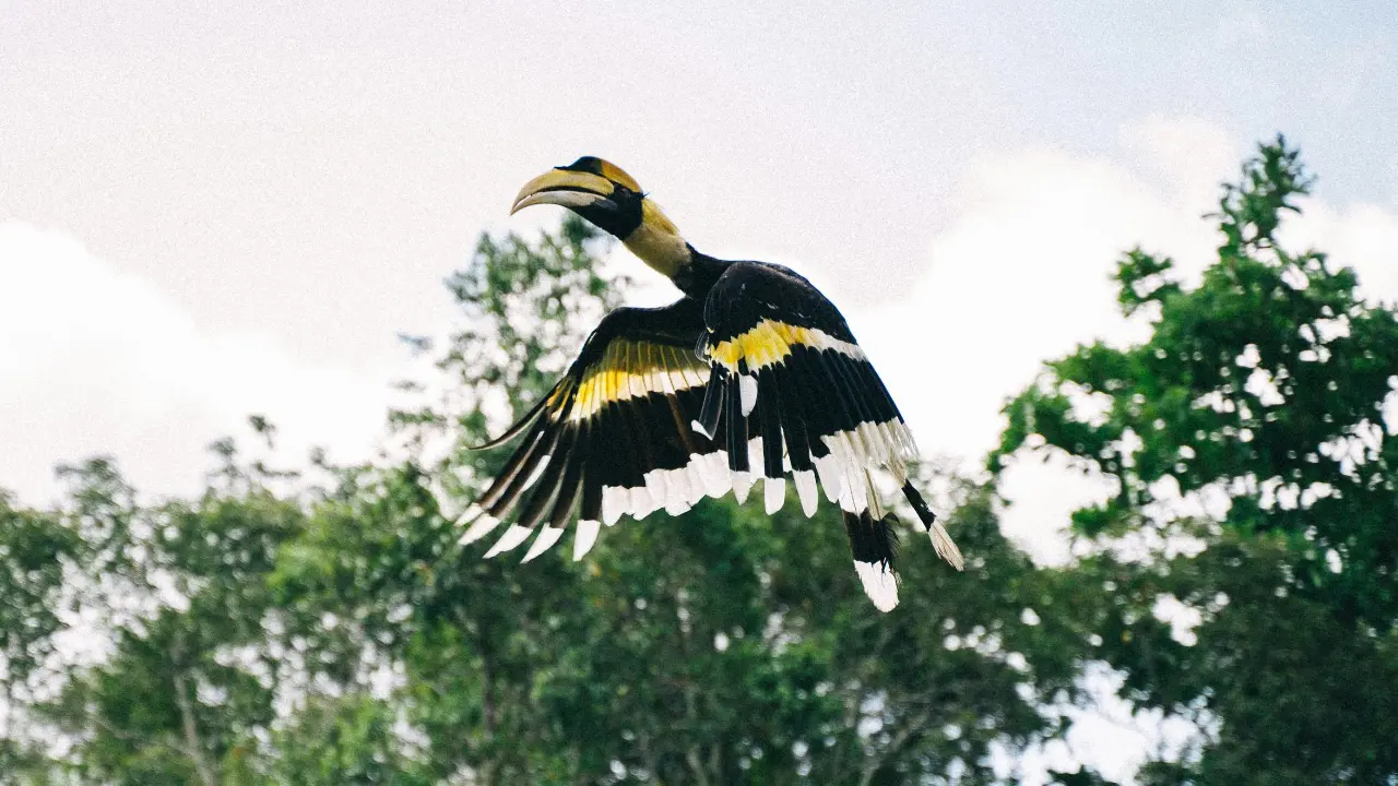 TN: Aanamalai Tiger Reserve to house India's first hornbill conservation centre