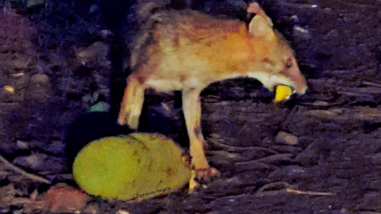 Maharashtra: Golden jackals spotted feasting on jackfruit in rare behaviour