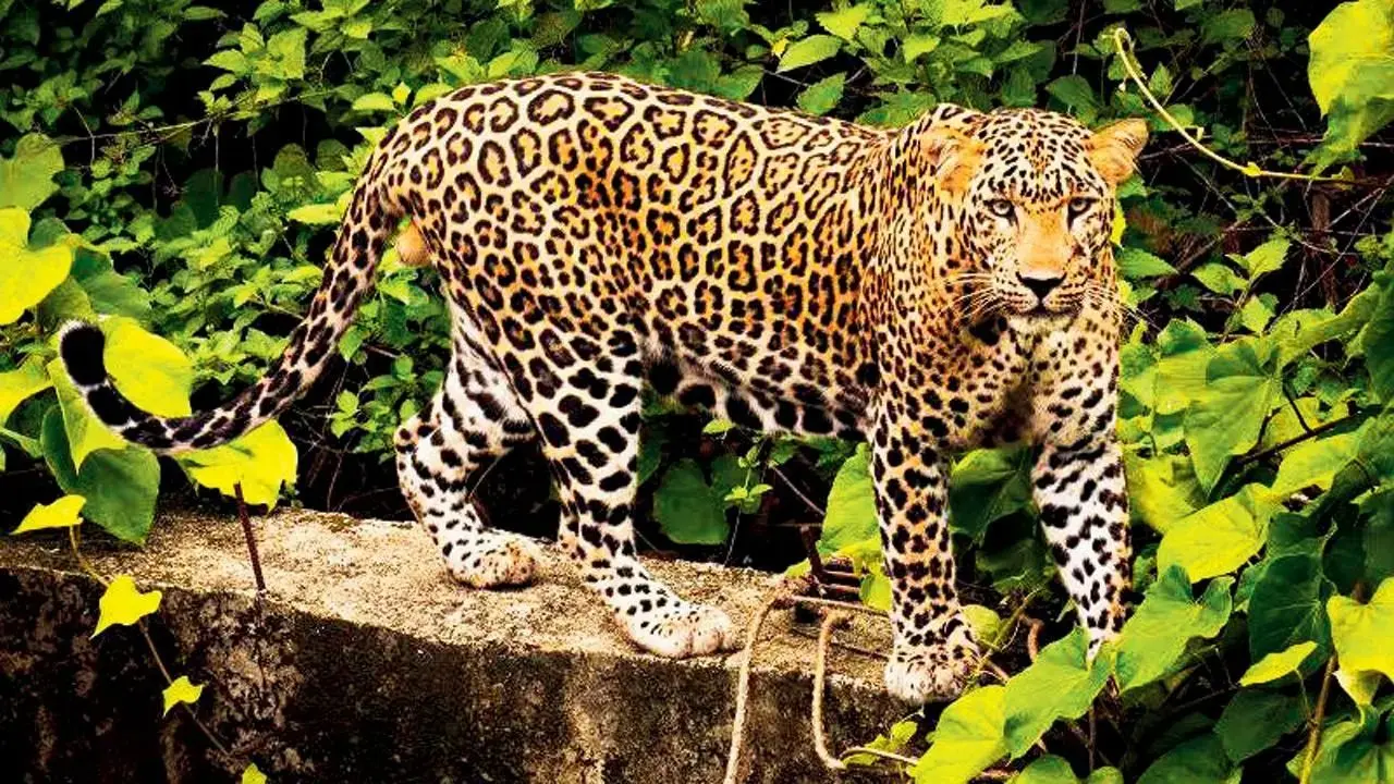 Mumbai's Sanjay Gandhi National Park home to 54 leopards: Minister