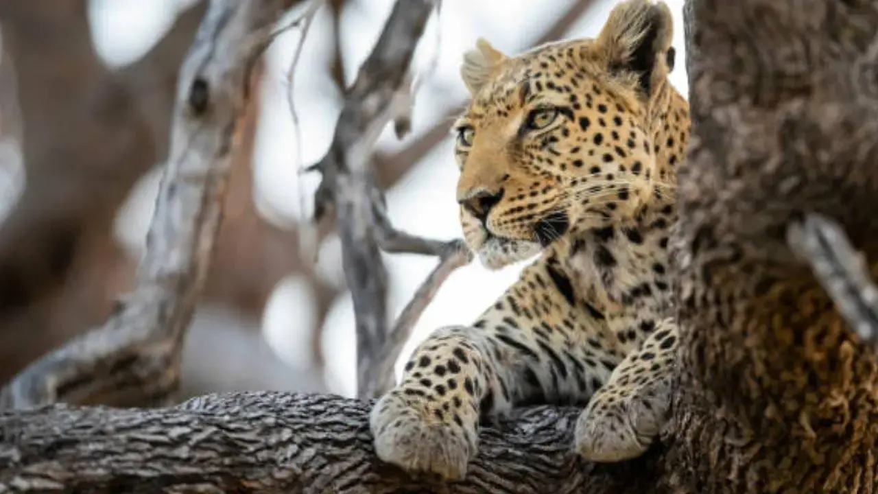 Mumbai: Leopard spotted in Aarey forest sparks wildlife safety call