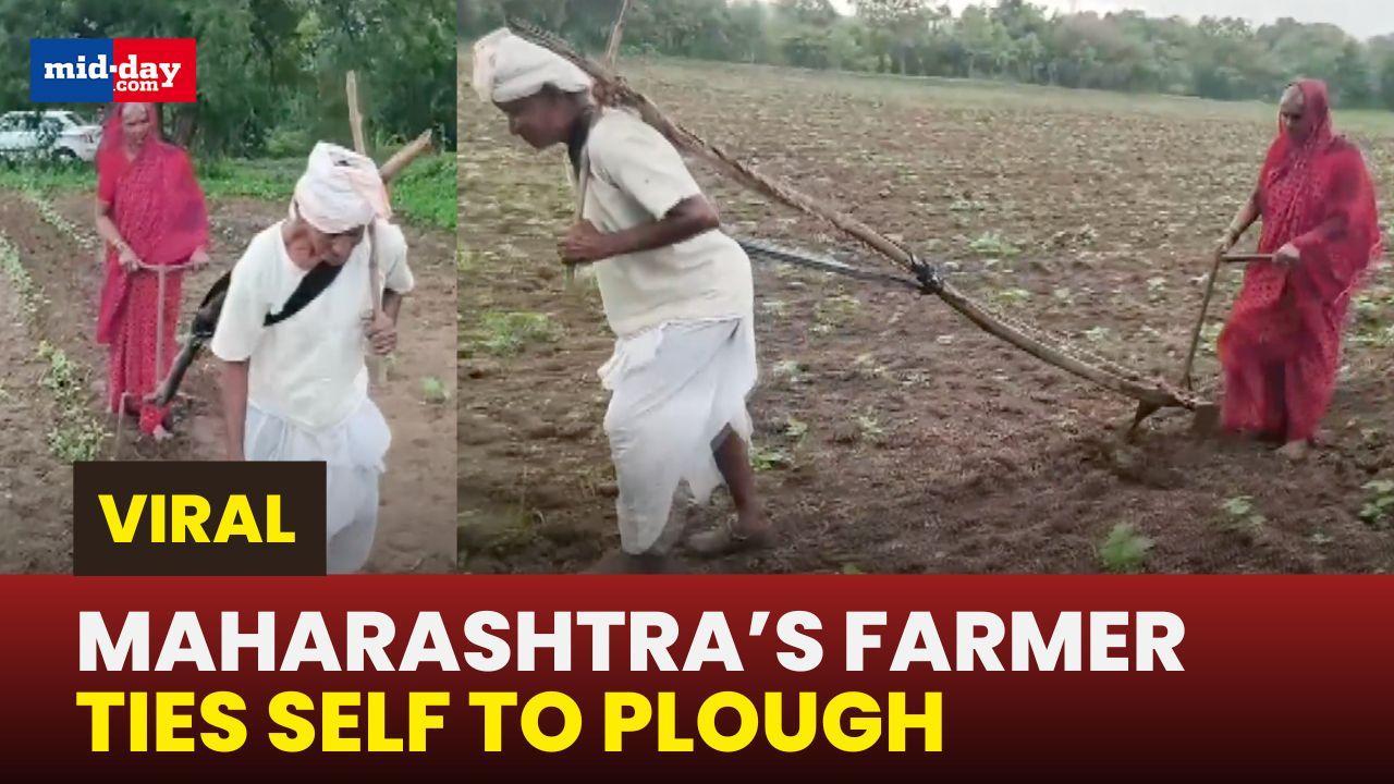 Viral: Elderly couple from Maharashtra plough their field alone, internet reacts