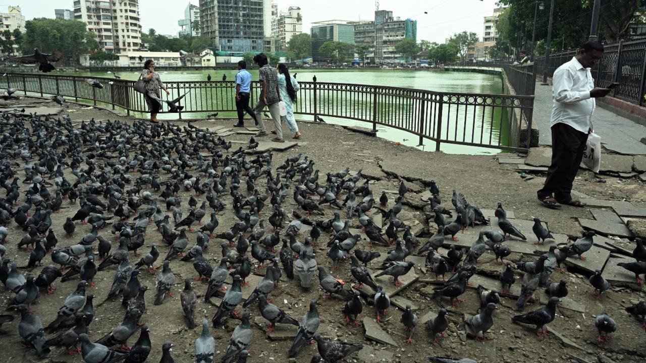 The BMC had deployed nuisance detection squads at every kabutarkhana to fine citizens found feeding pigeons, imposing a fine of Rs 500 per instance under the Solid Waste Management bylaws