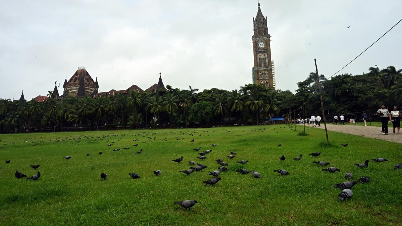 Earlier this month, the Government of Maharashtra directed the BMC to completely stop pigeon feeding in public spaces