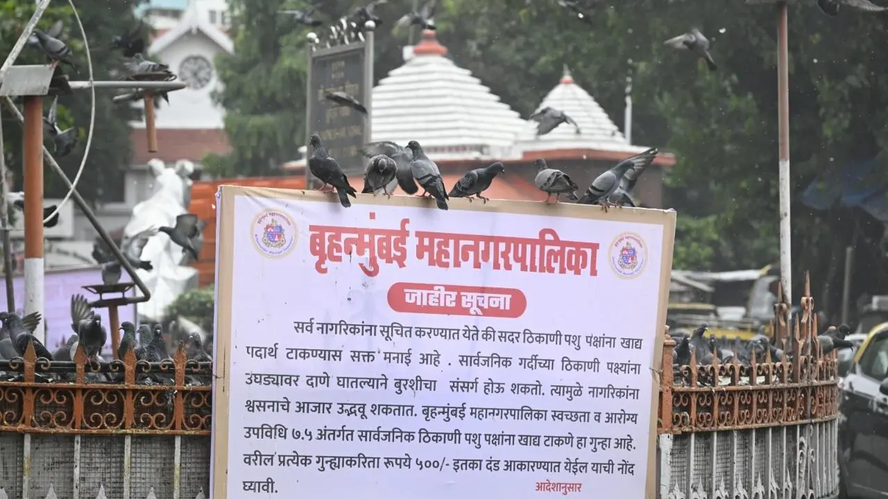 IN PHOTOS: Pigeons still flocking to Mumbai hotspots despite BMC's feeding ban