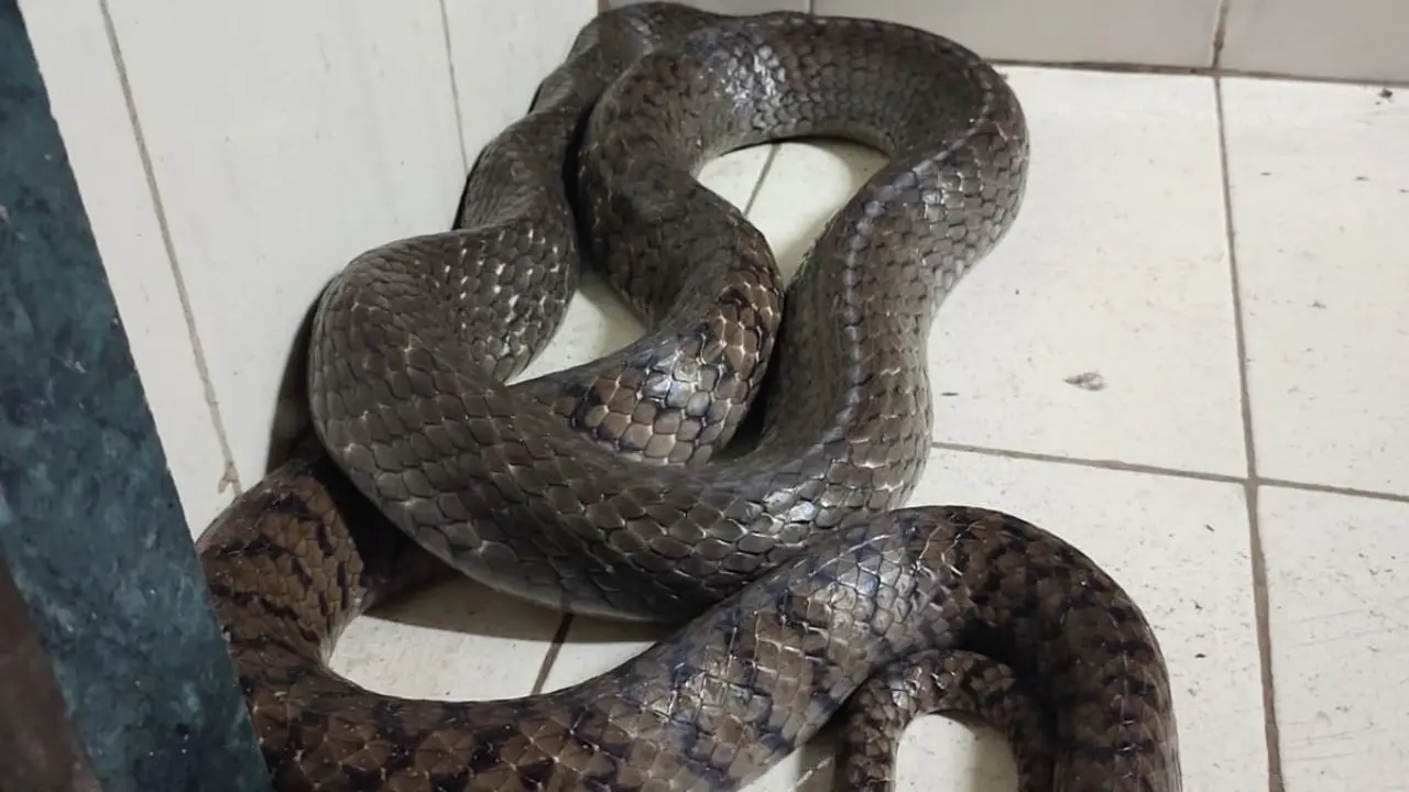 Mumbai: 8-foot Indian rat snake rescued from Mulund housing society 