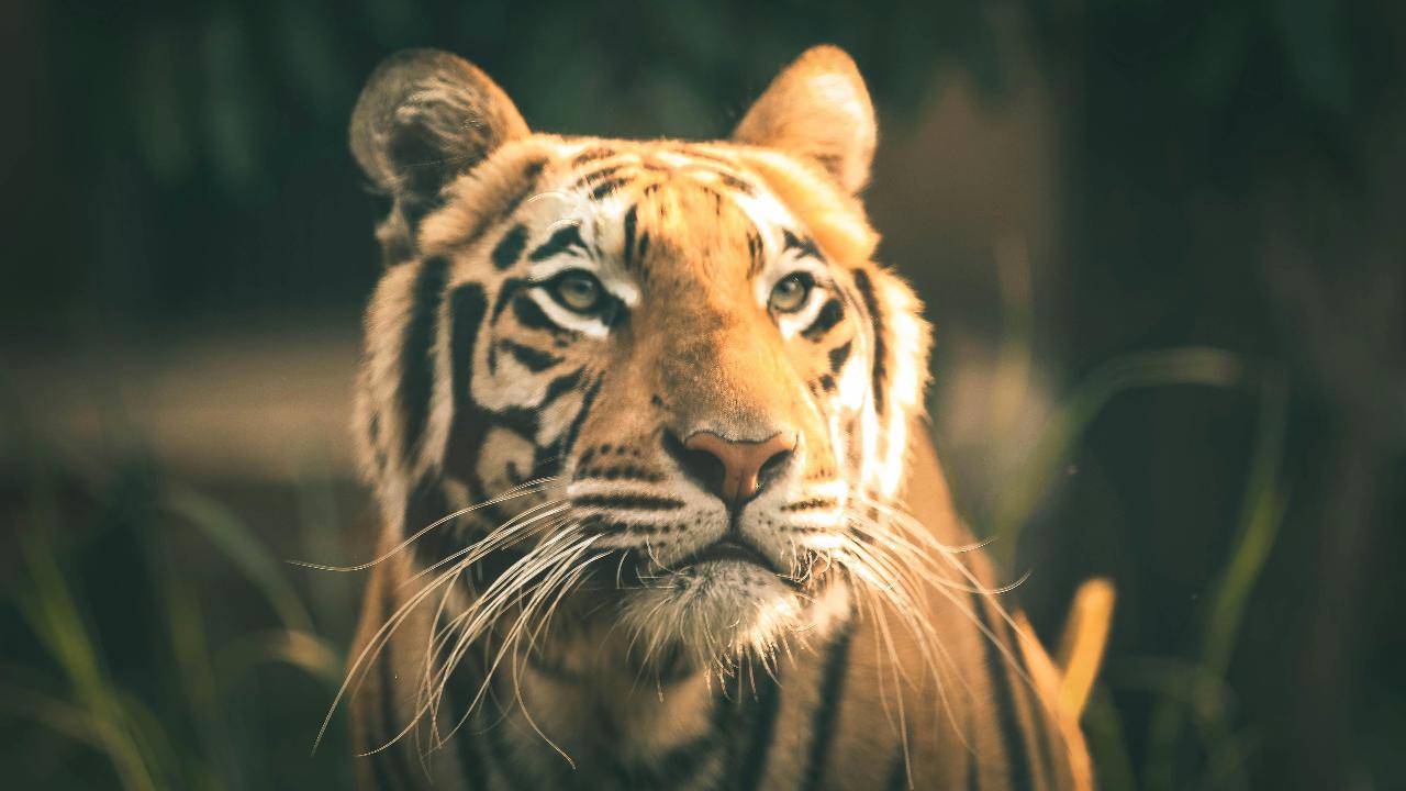 Tamil Nadu's Mudumalai Tiger Reserve witnesses 28 pc rise in tiger population