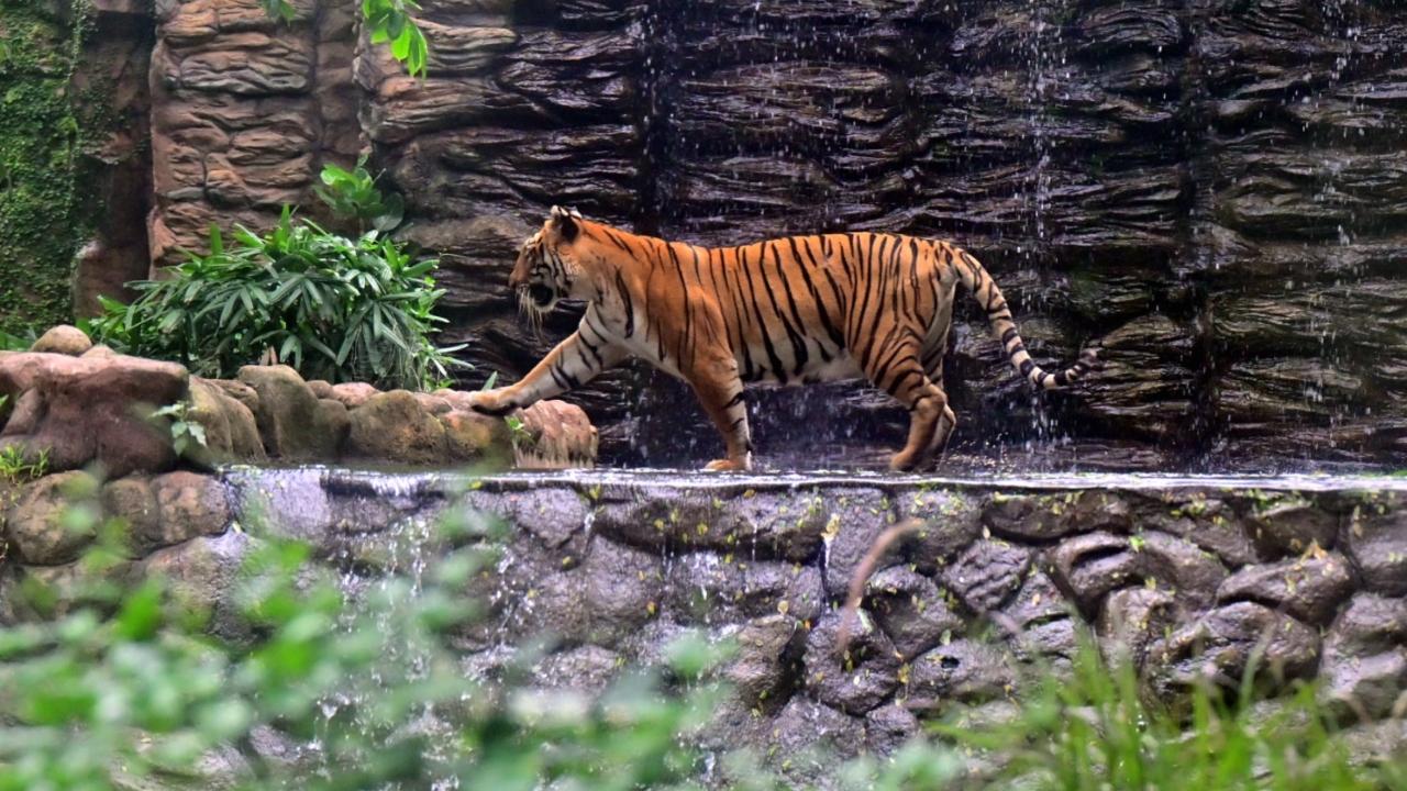 Many clicked photos and videos of the big cat while learning more about tiger habitats