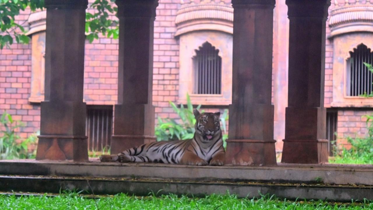 On International Tiger Day, Shakti was one of the main attractions at the zoo