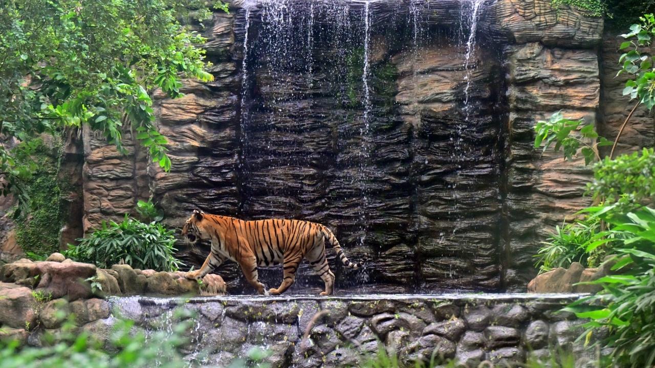 Byculla Zoo, officially known as Veermata Jijabai Bhosale Udyan and Zoo, has also been home to Royal Bengal tigers