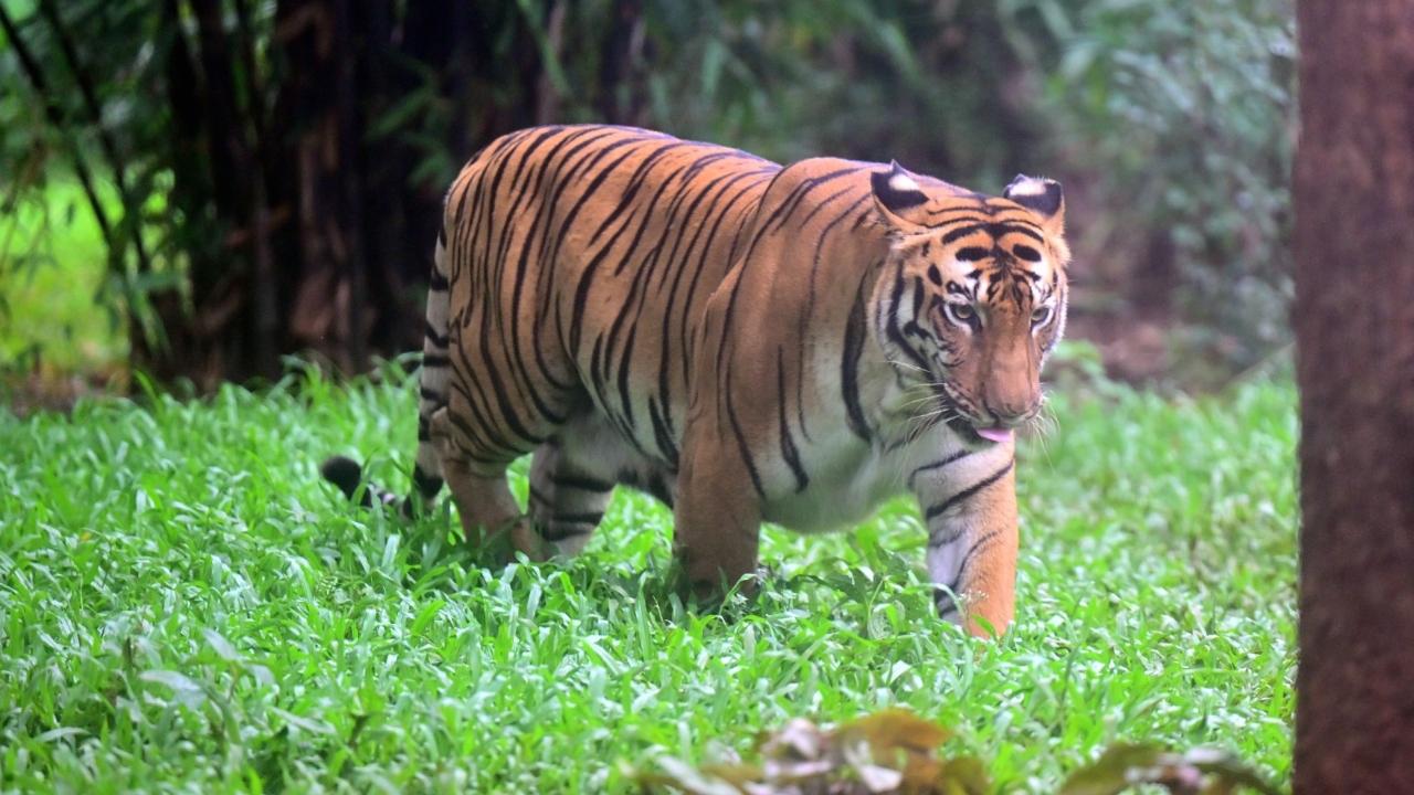 The big cat was seen walking around confidently, much to the excitement of the visitors
