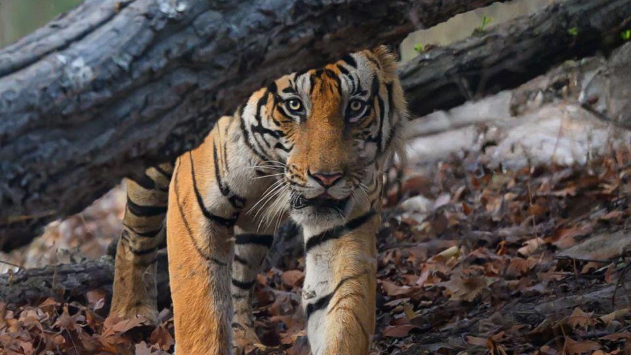 Ultimately, saving tigers is not just about protecting a species; it’s about safeguarding our natural heritage