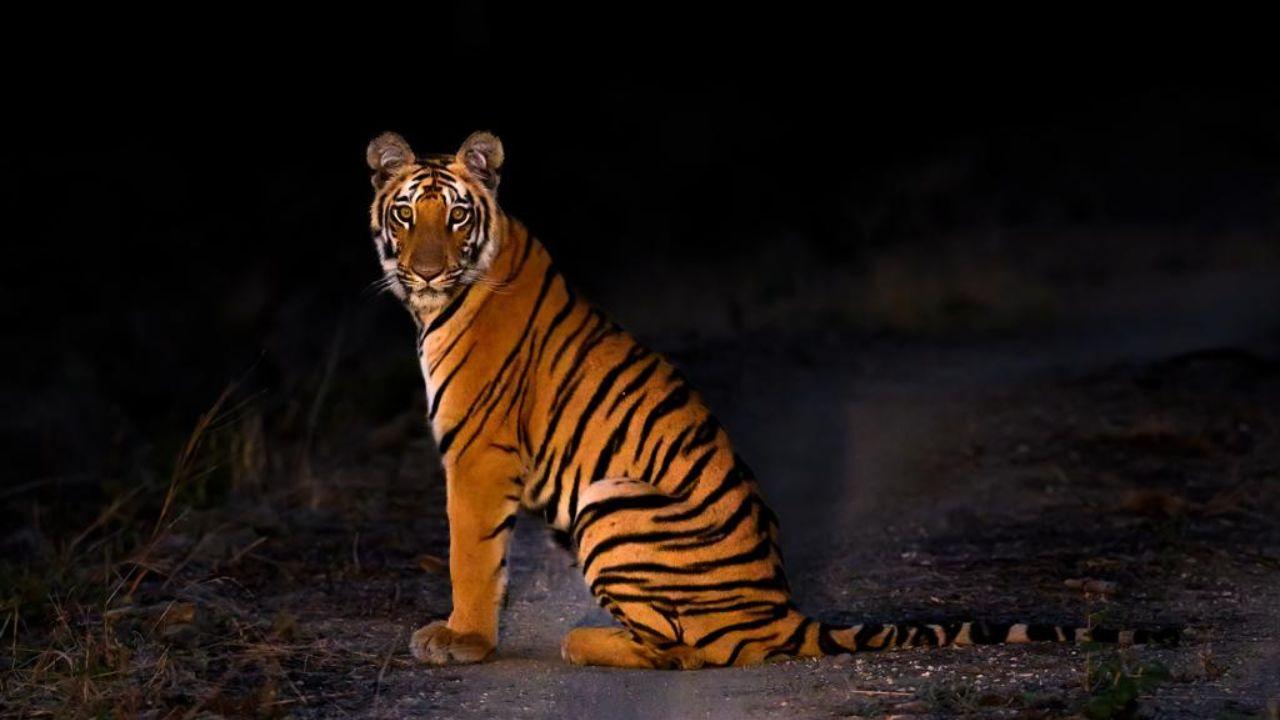 A thriving tiger population is often a strong indicator of a healthy and biodiverse environment