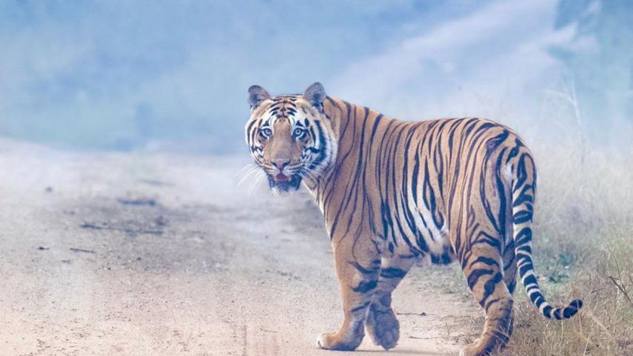 Although progress has been uneven across different countries, the day remains a powerful reminder of the importance of preserving not just tigers but the ecosystems they help sustain
