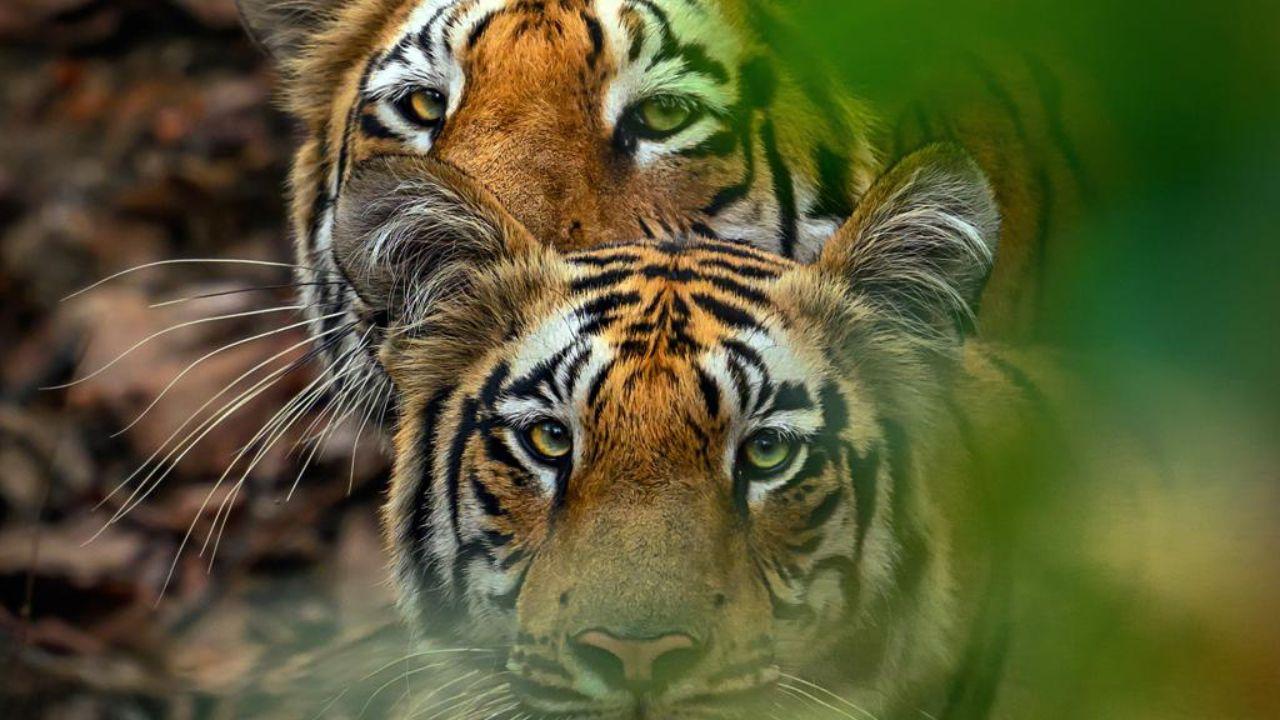 While some countries, including India, Nepal, Bhutan, and Russia, have shown encouraging signs of population recovery through conservation policies, many regions still struggle with threats to tiger survival