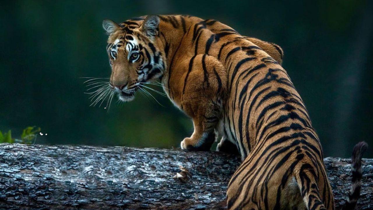 As we observe International Tiger Day, let it be a reminder that the fight for tiger conservation is far from over
