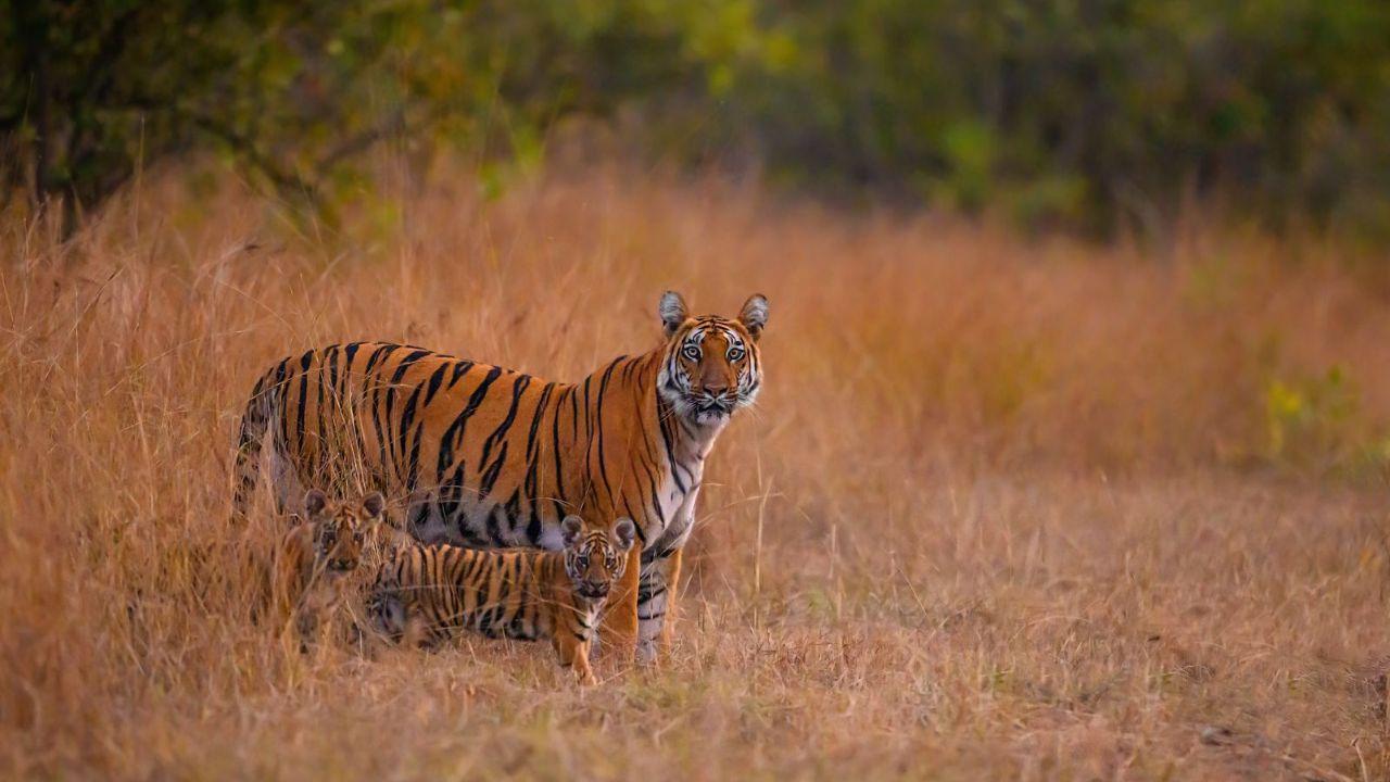 With sustained collective action, unwavering public support, and robust enforcement of conservation laws, we can ensure that the majestic roar of the tiger continues to resonate through India's forests and beyond for generations to come