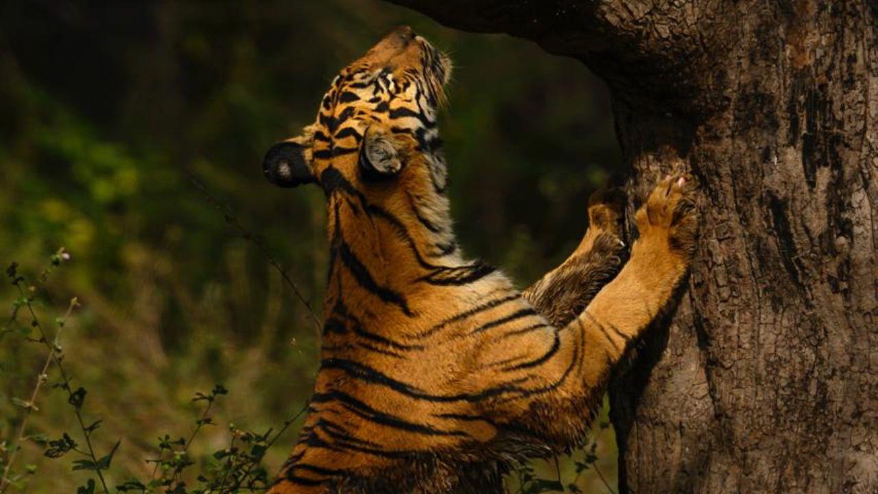 India, home to over 75 per cent of the global wild tiger population, has played a pioneering role in tiger conservation