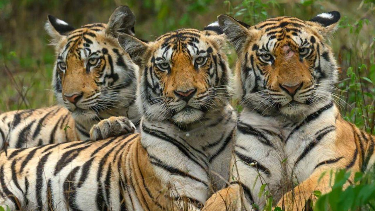 Initiated in 2010 at the St Petersburg Tiger Summit, the day marks a global commitment to double the wild tiger population by 2022 under the “Tx2” goal. PIC/ SAROSH LODHI