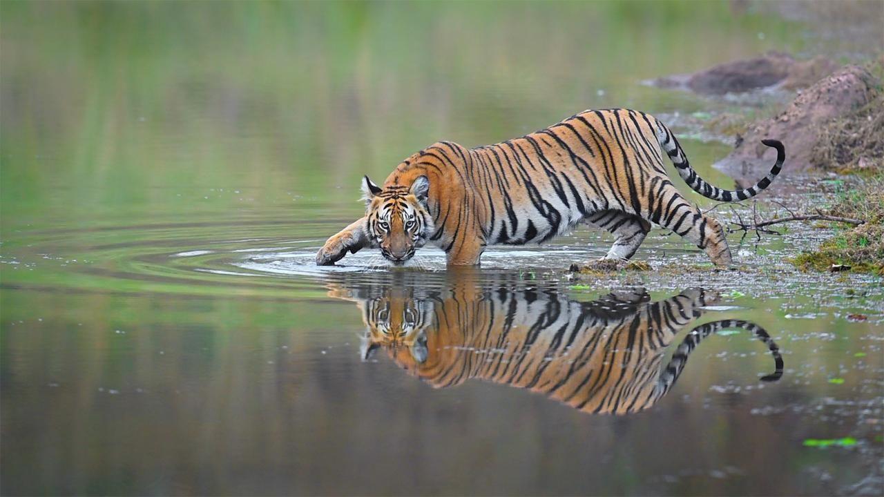 Events such as wildlife exhibitions, educational campaigns and awareness drives are held across the globe to celebrate the day and spotlight tiger conservation