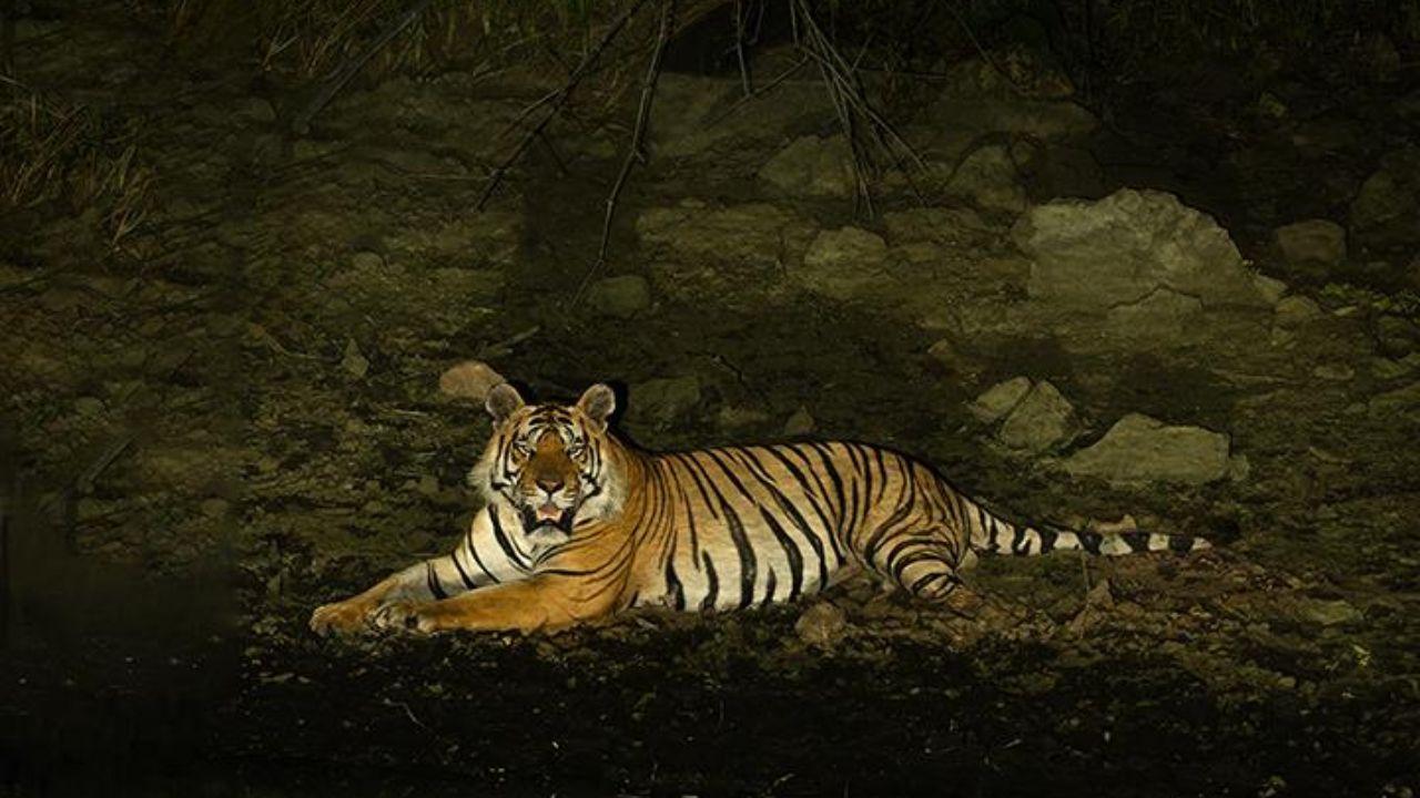 As top carnivores, they regulate prey populations and, by extension, influence the health of forests