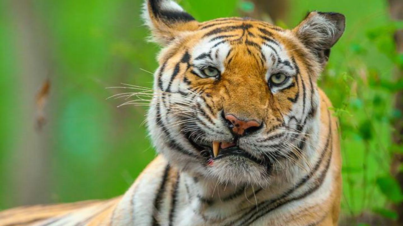 Tigers now roam across 138,200 sq km (53,360 sq miles)—an area nearly half the size of the UK—coexisting with nearly 60 million people