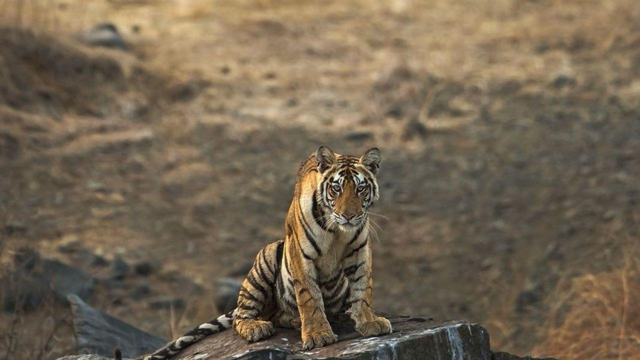 However, due to poaching, habitat loss, human-wildlife conflict and illegal wildlife trade, tigers have suffered a massive decline in the past century
