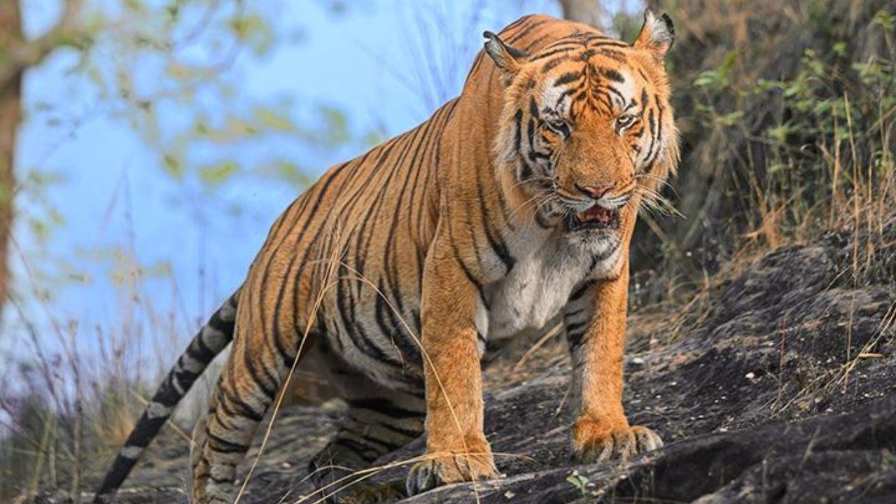 From nearly 100,000 tigers a century ago, the number dwindled to less than 4,000 in the wild by 2010
