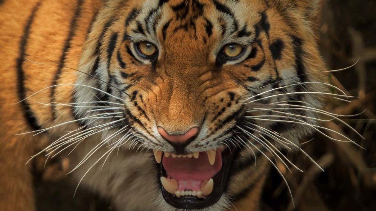 Initiatives such as Project Tiger, launched in 1973, and the creation of protected reserves have helped the country nearly double its tiger population in recent years
