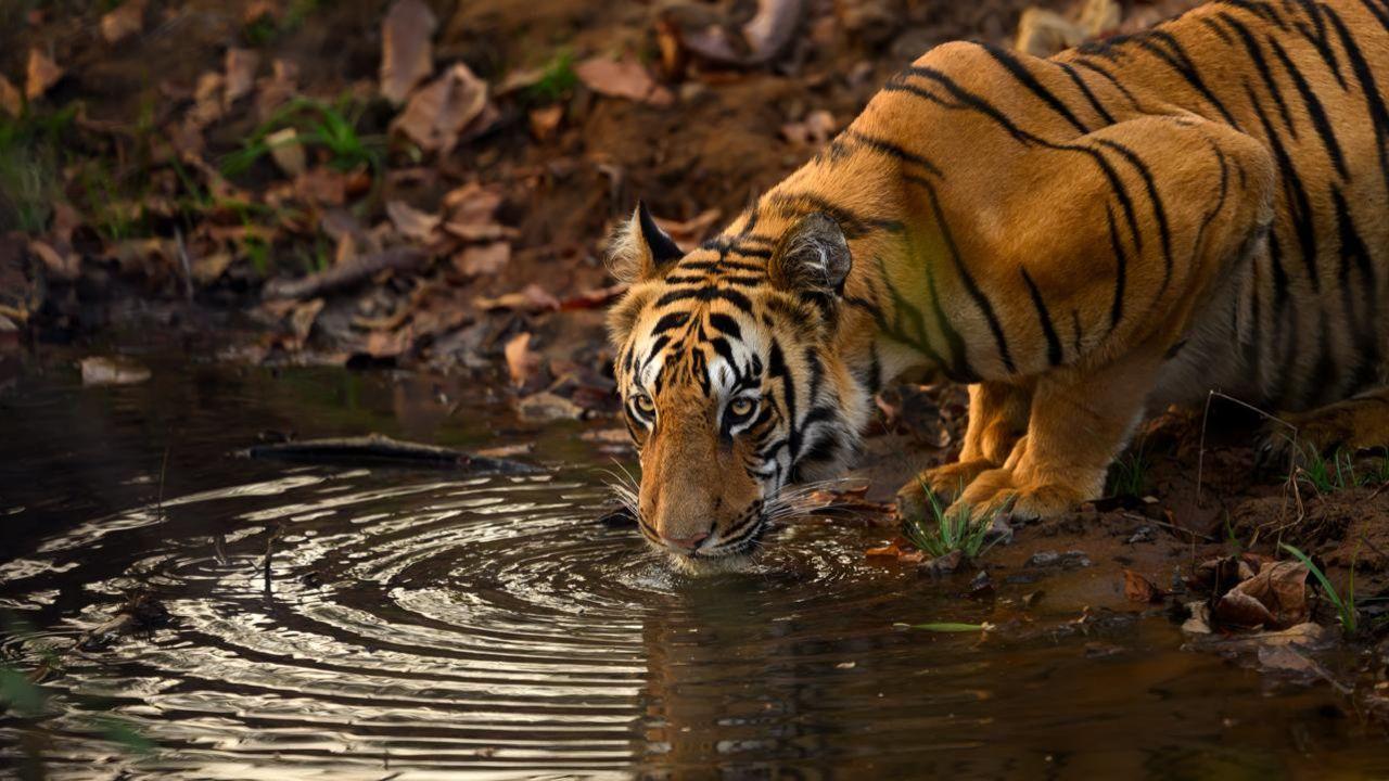 Protecting them means protecting countless other species, preserving biodiversity and securing the ecological balance crucial for life on Earth