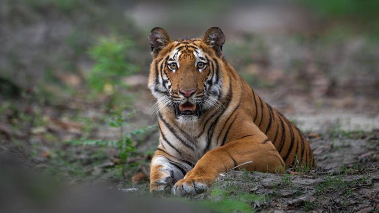 There are three Tiger Projects in Maharashtra State, namely Melghat (Amravati) comprising of Gugamal National Park, Melghat Wildlife Sanctuary and multiple use area, Tadoba-Andhari(Chandrapur) comprising of Tadoba National Park and Andhari Wildlife Sanctuary and Pench (Nagpur) comprising of Pench National Park