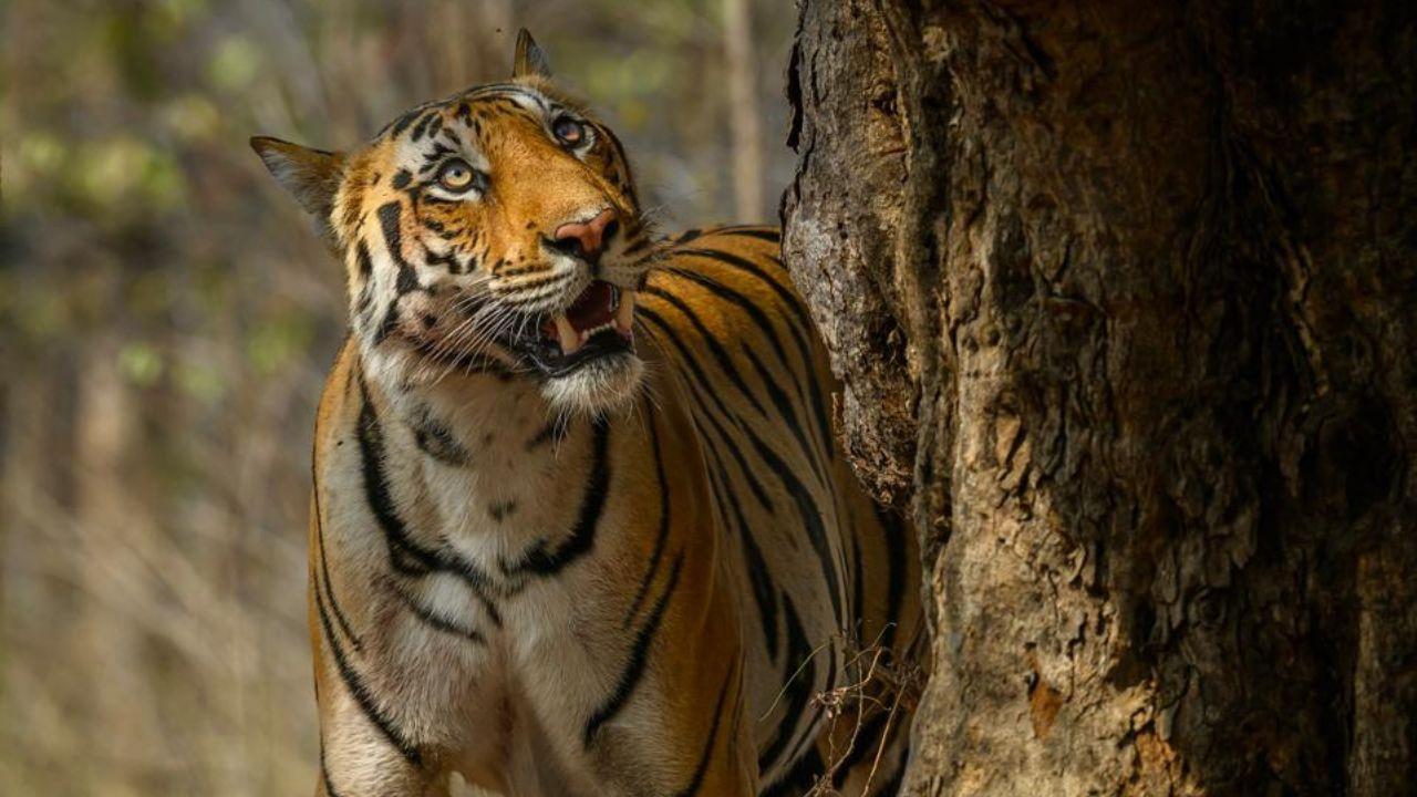 Tigers are apex predators, playing a crucial role in maintaining the balance of their natural habitat