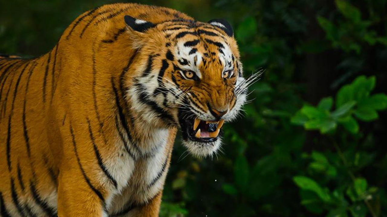 Beyond conservation, International Tiger Day is also about creating awareness among communities, policymakers and younger generations