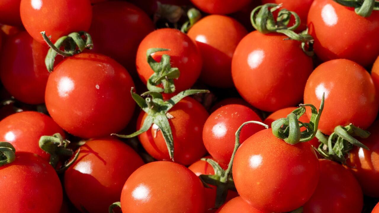 US imposes 17 per cent duty on fresh Mexican tomatoes