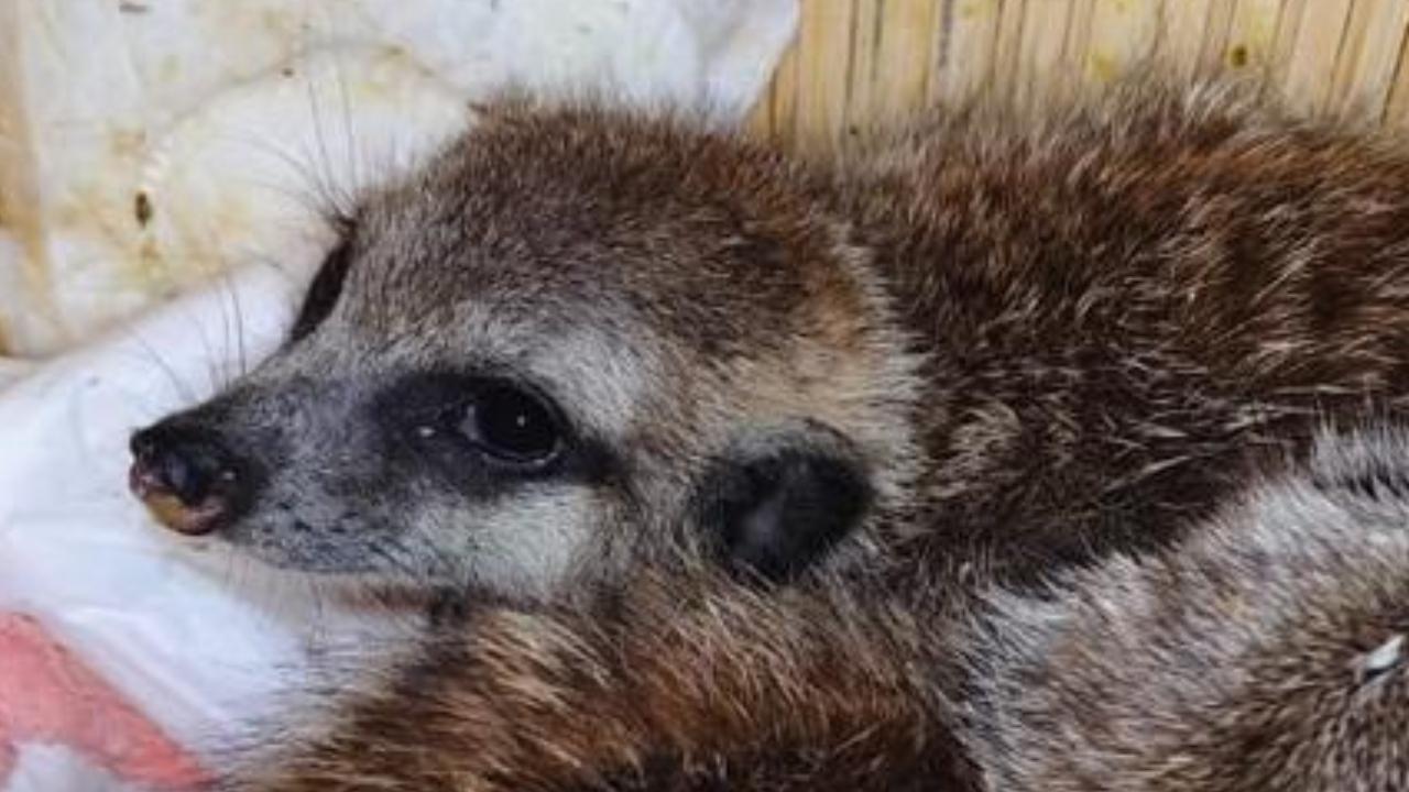 The cases were booked under the Customs Act, 1962, read along with the Wildlife Protection Act, 1972, for illegal possession and smuggling of protected species