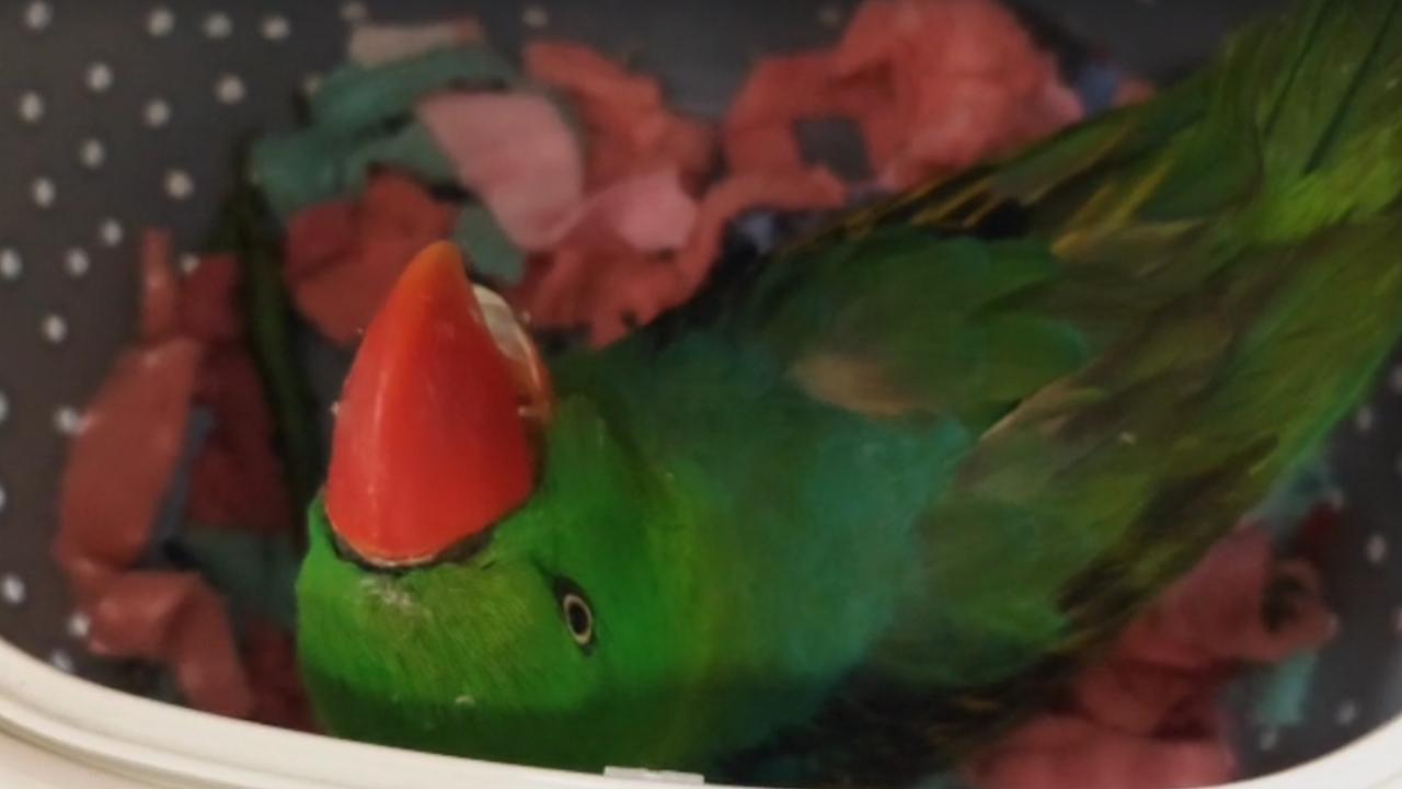 In a separate incident, another passenger from Bangkok was caught with -- 2 Sumatran Striped Rabbits (Nesolagus netscheri) – alive,  1 Great Billed Parrot (Tanygnathus megalorynchos) – dead and 1 Indochinese Box Turtle (Cuora galbinifrons) – alive