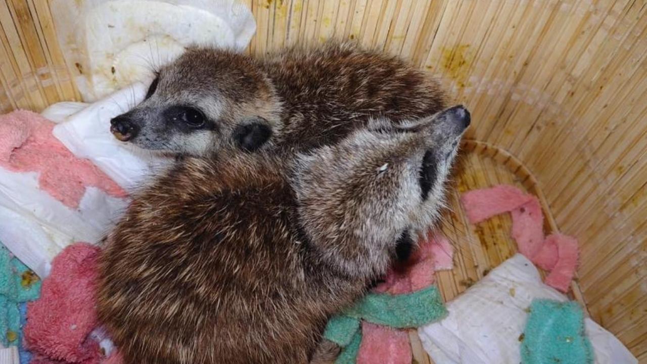 Upon checking a cream-coloured trolley bag, the custom officers found -- 3 Meerkats (Suricata suricatta) – 2 alive, 1 dead and 1 Great Billed Parrot / Moluccan Parrot (Tanygnathus megalorynchos) – alive. The passenger was arrested, and the wildlife was seized