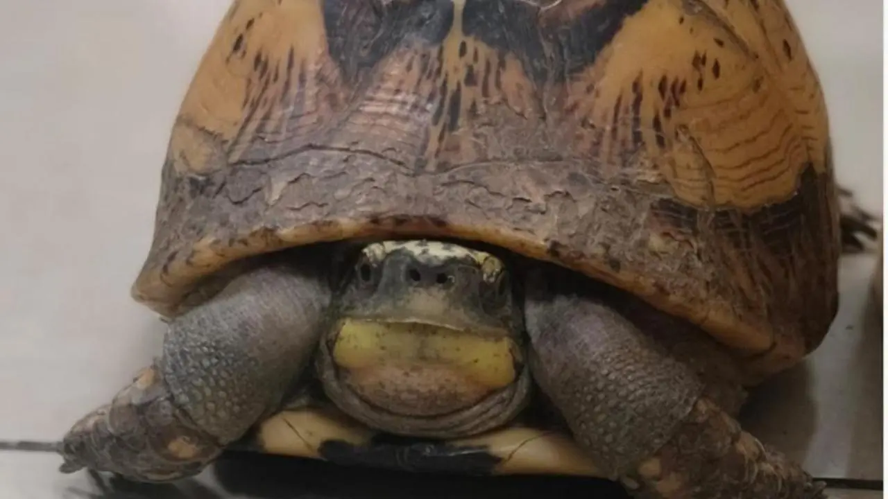 IN PHOTOS: Rare wildlife species rescued at Mumbai Airport