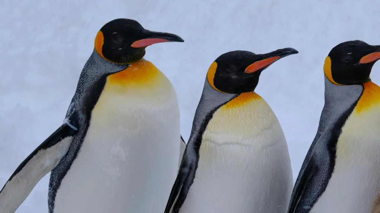 Emperor penguin populations falling faster than expected: Researchers