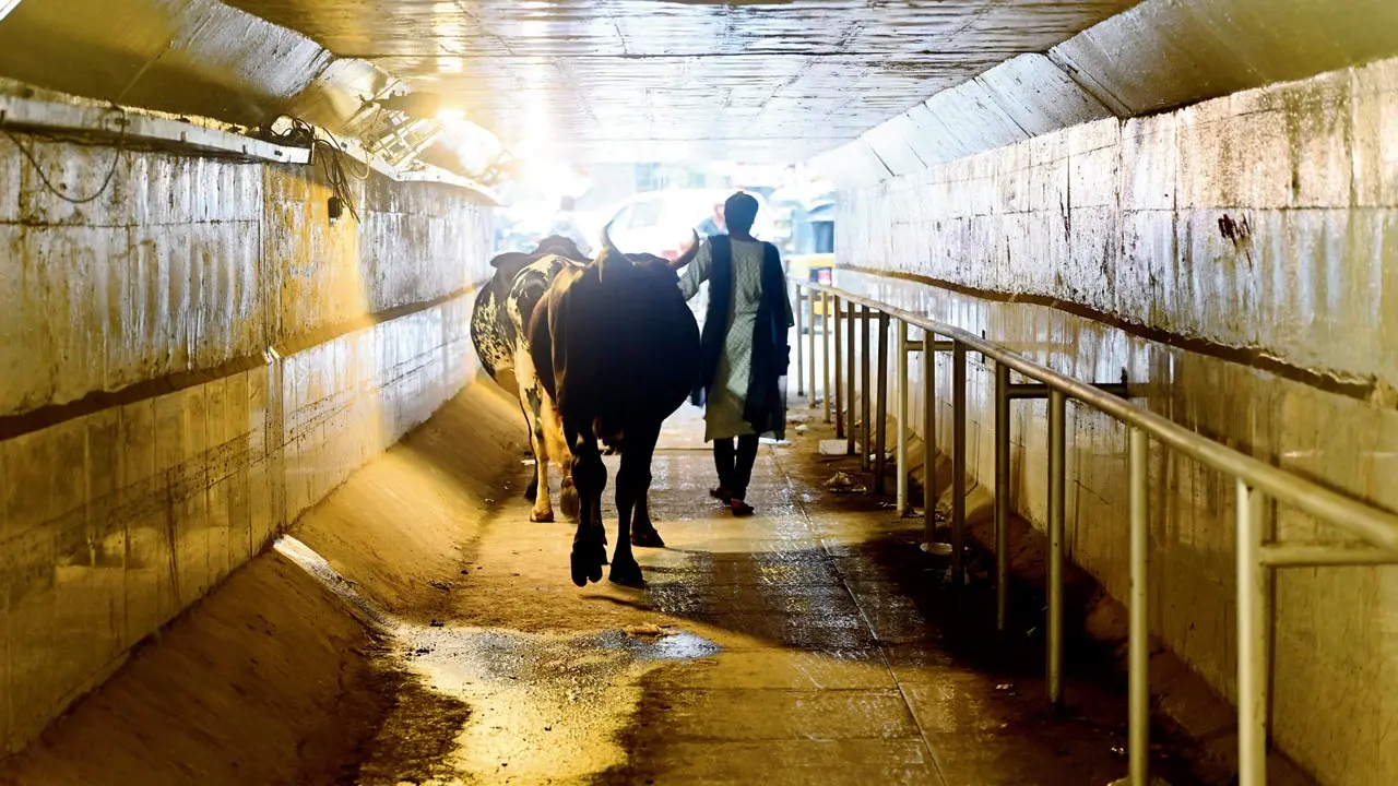Andheri subway’s poor lighting is putting pedestrians at risk