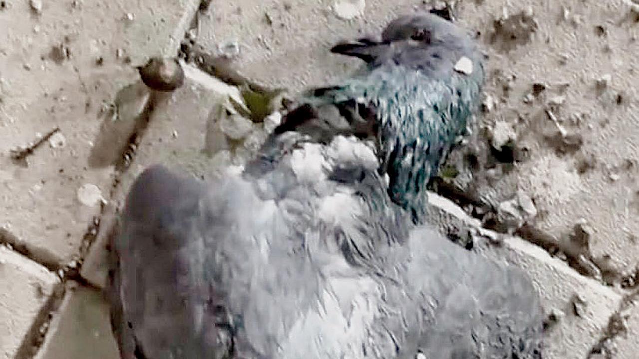The body of a pigeon found at the accident spot